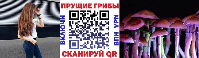 хочу   Орск  Галлюциногенные грибы Psilocybe 